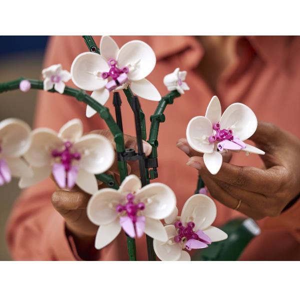 ORCHIDEA - immagine 6