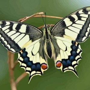 Ali Di Farfalla Diamond Painting | Seos Shop ®