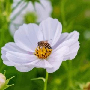 Api E Fiori Diamond Painting | Seos Shop ®