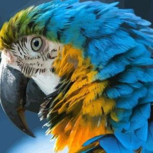 Ara Blu E Gialla Diamond Painting | Seos Shop ®