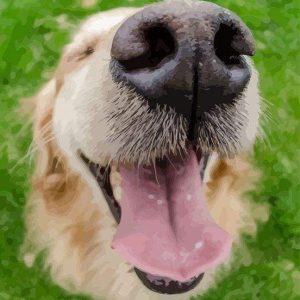 Bocca Di Cane Diamond Painting | Seos Shop ®