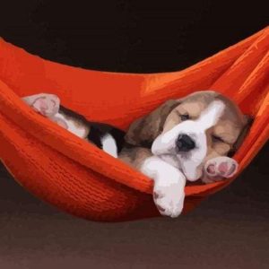 Cane Dormiente Diamond Painting | Seos Shop ®