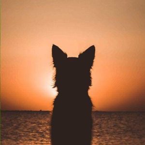 Cane E Tramonto Diamond Painting | Seos Shop ®