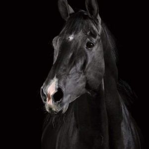 Cavallo Nero Diamond Painting | Seos Shop ®