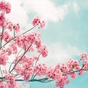 Ciliegio Diamond Painting | Seos Shop ®