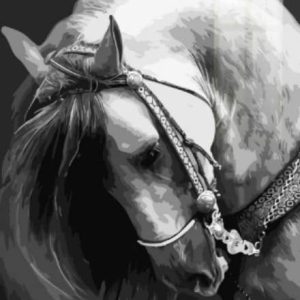 Collo Di Cavallo Diamond Painting | Seos Shop ®