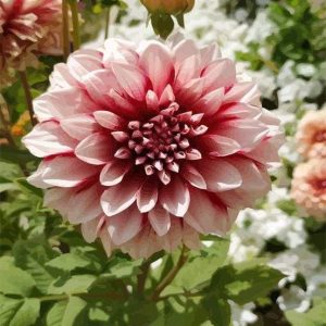 Dalia Diamond Painting | Seos Shop ®