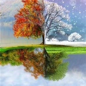 Diamond Painting - Albero Delle Molte Stagioni Diamond Painting | Seos Shop ®
