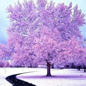 Diamond Painting - Albero Rosa Nella Neve Diamond Painting | Seos Shop ®