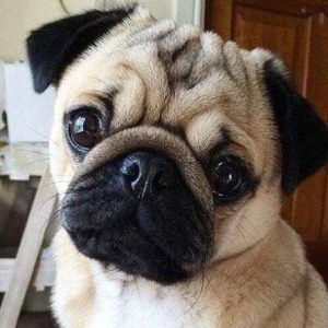 Diamond Painting - Carlino Carino Diamond Painting | Seos Shop ®