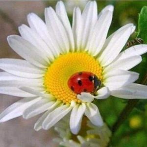 Diamond Painting - Lago Di Montagna Diamond Painting | Seos Shop ®