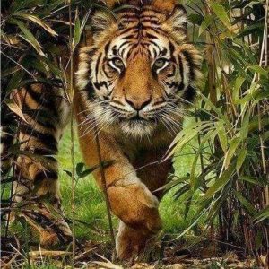 Diamond Painting - Il Leone E La Caccia Diamond Painting | Seos Shop ®