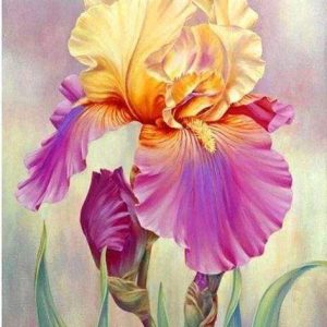 Diamond Painting - Iris Bicolore Diamond Painting | Seos Shop ®