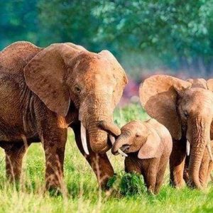 Diamond Painting - La Famiglia Di Elefanti Diamond Painting | Seos Shop ®