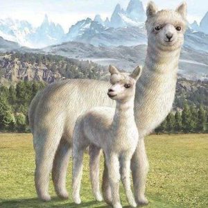 Diamond Painting - Lama Diamond Painting | Seos Shop ®