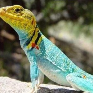 Diamond Painting - Lucertola Diamond Painting | Seos Shop ®