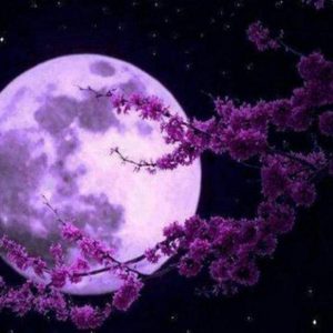 Diamond Painting - Luna Piena E Fiori Diamond Painting | Seos Shop ®