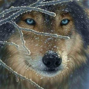 Diamond Painting - Muso Di Lupo Diamond Painting | Seos Shop ®