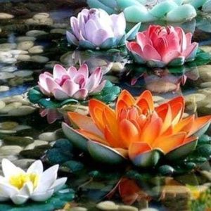 Diamond Painting - Ninfee A Colori Diamond Painting | Seos Shop ®