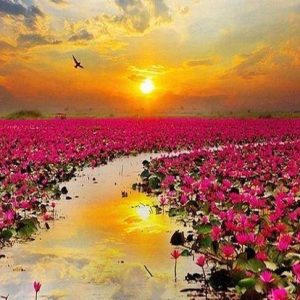 Diamond Painting - Ninfee Diamond Painting | Seos Shop ®