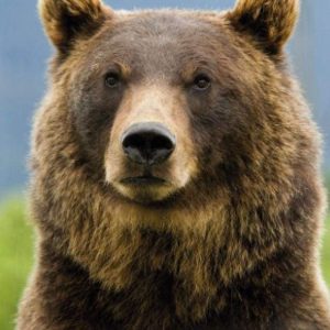 Diamond Painting - Orso Diamond Painting | Seos Shop ®