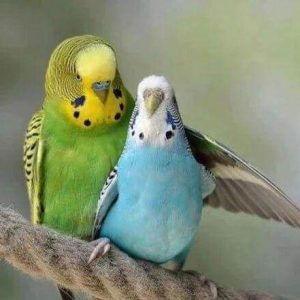 Diamond Painting - Parrocchetti Diamond Painting | Seos Shop ®