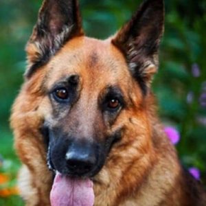 Diamond Painting - Pastore Tedesco Diamond Painting | Seos Shop ®