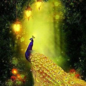 Diamond Painting - Pavone E Luce Diamond Painting | Seos Shop ®