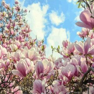 Magnolie Diamond Painting | Seos Shop ®