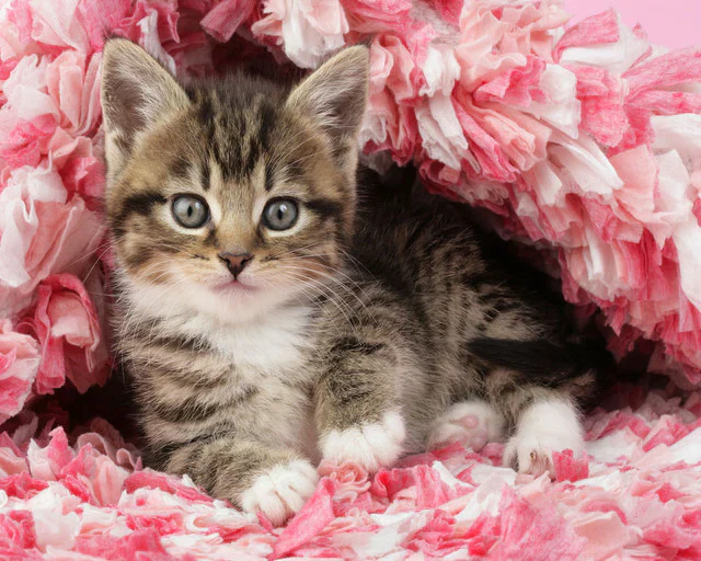 Micetto Diamond Painting | Seos Shop ® - immagine 2