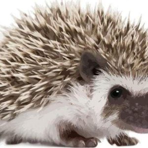 Riccio Diamond Painting | Seos Shop ®