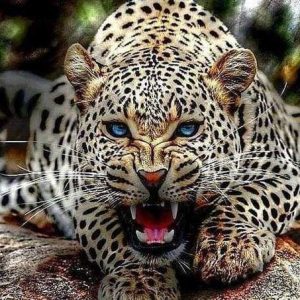 Ruggito Della Mamma Leopardo Diamond Painting | Seos Shop ®