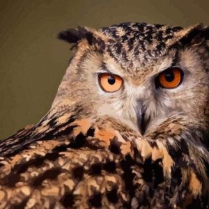 Sguardo Da Gufo Diamond Painting | Seos Shop ®