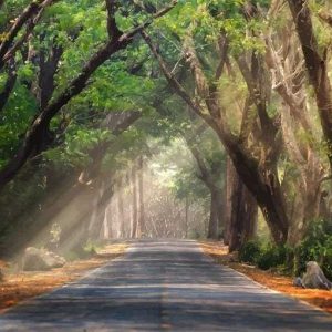 Strada Nel Bosco Diamond Painting | Seos Shop ®