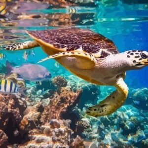 Tartarughe Nel Tuo Ambiente Diamond Painting | Seos Shop ®