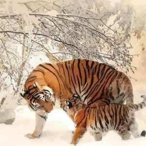 Tigri Durante L'Inverno Diamond Painting | Seos Shop ®