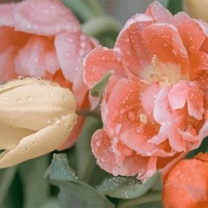 Tulipano Con Gocce Di Rugiada Diamond Painting | Seos Shop ®