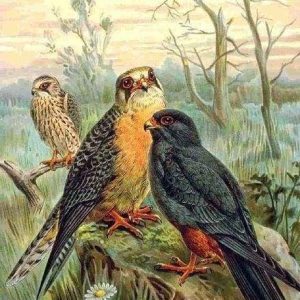 Uccelli Nella Foresta Diamond Painting | Seos Shop ®