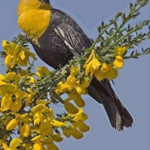 Uccello Giallo Diamond Painting | Seos Shop ®