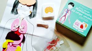 Il mio cofanetto Montessori del CORPO UMANO - immagine 4